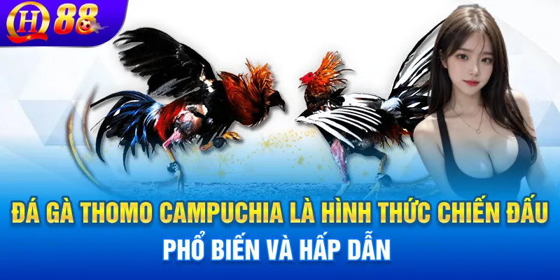 Đá gà thomo campuchia là hình thức chiến đấu phổ biến và hấp dẫn