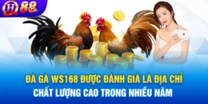 Sân chơi đá gà WS168
